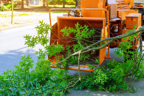 Professional Tree Removal in Advance, NC